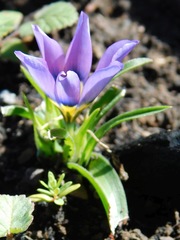 Eurystigma