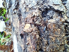 Tomocerinae