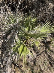 Washingtonia filifera