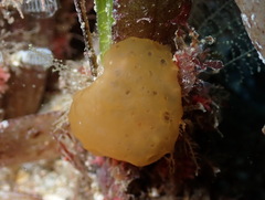 Eudistoma banyulense