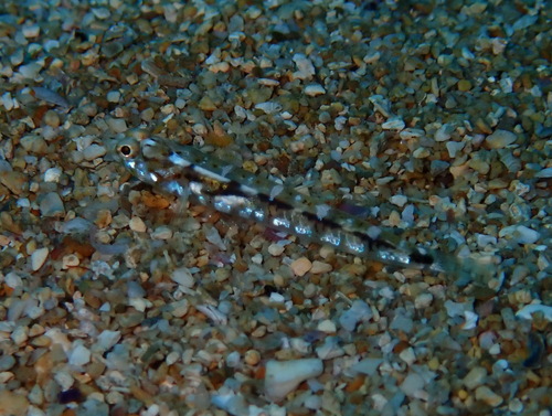 Bath's goby (Pomatoschistus bathi) — Gobiidae — 3