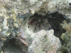 Eucidaris tribuloides