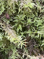 Hylocomium splendens