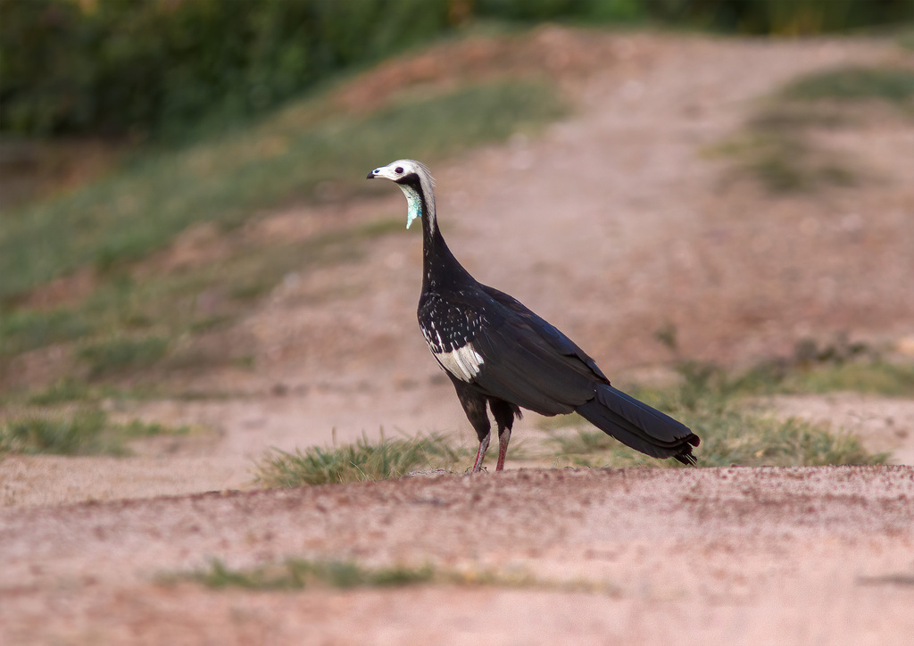 White-throated Piping-Guan (Pipile grayi) photo