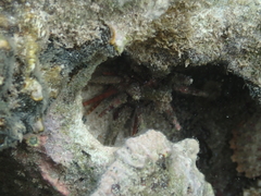 Eucidaris tribuloides