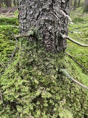 Hylocomium splendens