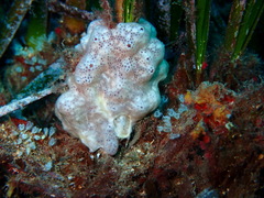 Polysyncraton lacazei