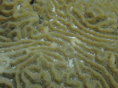 Pseudodiploria clivosa