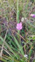 Agalinis purpurea