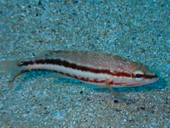 Serranus cabrilla