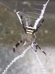 Argiope aetherea