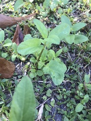 Stachys floridana