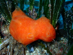 Aplidium elegans