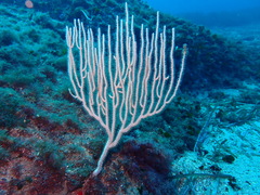 Eunicella singularis