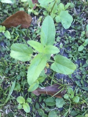 Stachys floridana
