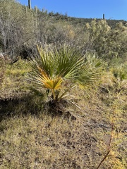Washingtonia filifera