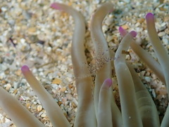 Periclimenes scriptus