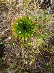 Eriocaulaceae