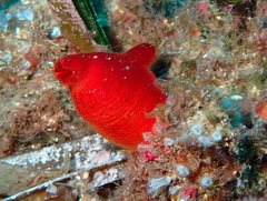 Halocynthia papillosa