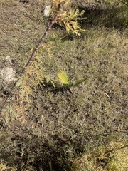 Washingtonia filifera