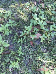 Stachys floridana