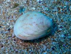 Laevicardium crassum