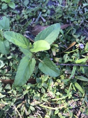 Stachys floridana