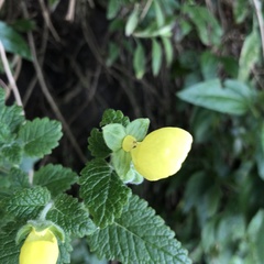 Calceolaria