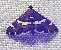 Spoladea recurvalis