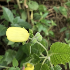 Calceolaria
