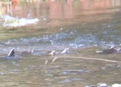 Oncorhynchus kisutch