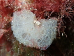 Botrylloides crystallinus