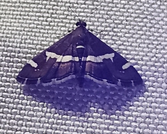 Spoladea recurvalis