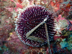 Sphaerechinus granularis