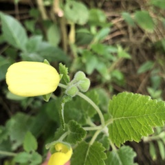 Calceolaria
