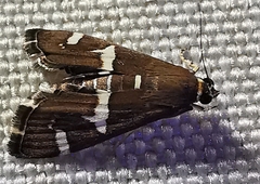 Spoladea recurvalis