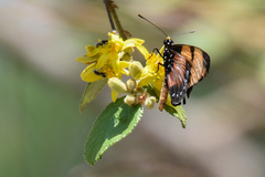 Acraea anemosa