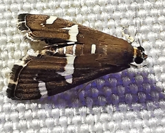 Spoladea recurvalis