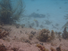 Ocyurus chrysurus