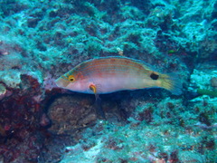 Symphodus mediterraneus
