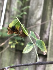 Melissodes dentiventris