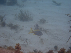 Ocyurus chrysurus