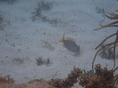 Ocyurus chrysurus