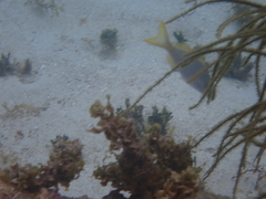 Ocyurus chrysurus