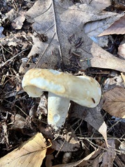 Lactifluus deceptivus