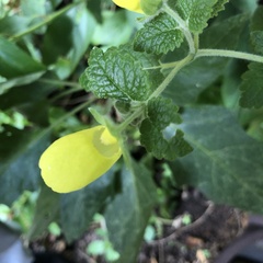 Calceolaria