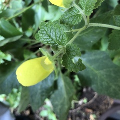 Calceolaria