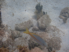Ocyurus chrysurus