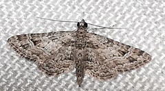 Gymnoscelis rufifasciata
