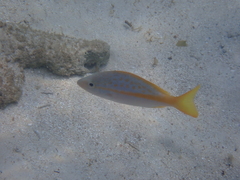 Ocyurus chrysurus
